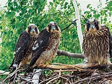 Самарские биологи готовят искусственные гнездовья для редких птиц