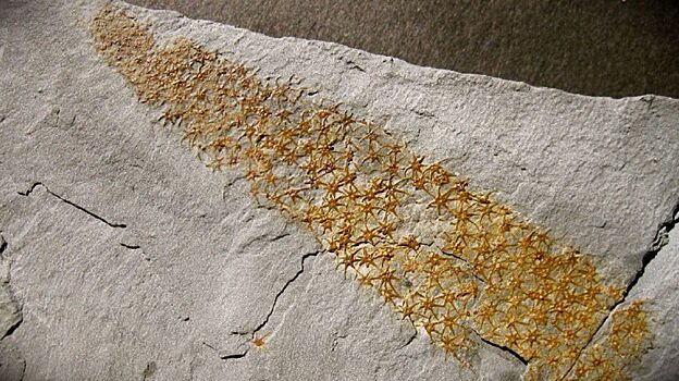 В Китае найдены «обнаженные» останки нового вида существ