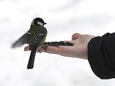 Орнитолог Чернова призвала не кормить птиц черным хлебом