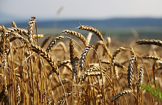 Сможет ли госзакуп всколыхнуть казахстанский рынок зерна