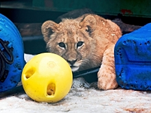 «За Симбу ответит!»: Домашних львов в России объявили вне закона