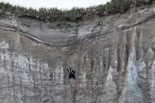 Испугавшийся туристов медведь вскарабкался по отвесной скале и попал на видео