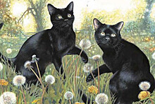Стало известно, почему черных кошек забирают из приютов в три раза реже, чем других
