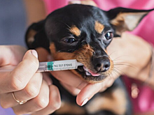 В РФ предложили разрешить продажу ветлекарств в аптеках