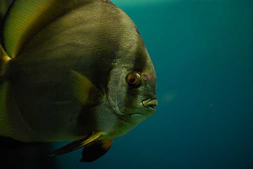Заглавное изображение Датский Аквариум