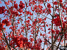 В память о героях ВОВ в Перми высадили рябиновую аллею