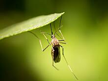 Кого чаще кусают комары и как от них спасаться
