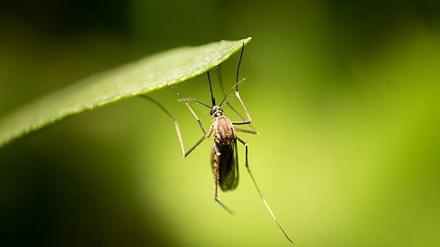 Укус комара стал фатальным для жительницы Великобритании