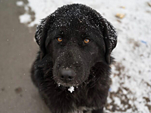 Изъятие замученных животных: российский эксперт назвал главные проблемы