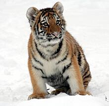 Об амурском тигре снимают фильм в Приморском крае