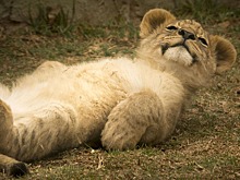 «Я выхаживал ее с рождения»: как львенок оказался в московской квартире