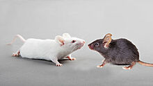 Ученые создали трансгенных мышей для испытания вакцин от COVID-19