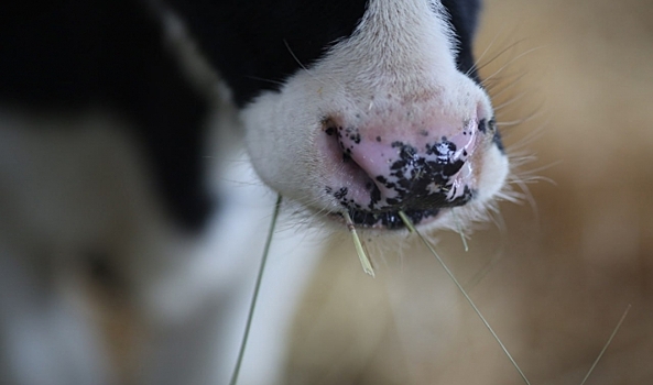 В Волгоградской области у коров обнаружили опасное заболевание