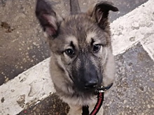 Шесть районов получат дополнительные средства на отлов собак