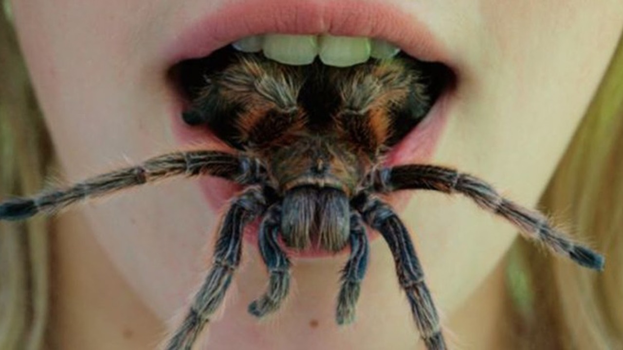 Они уже ползут за тобой: топ-10 жутких австралийских пауков-убийц -  Рамблер/кино