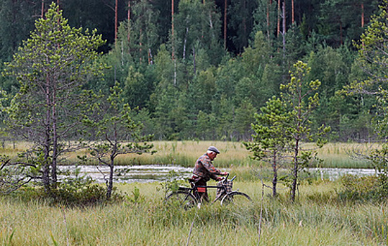В лесах Подмосковья с начала года заблудились более 1,2 тыс. человек