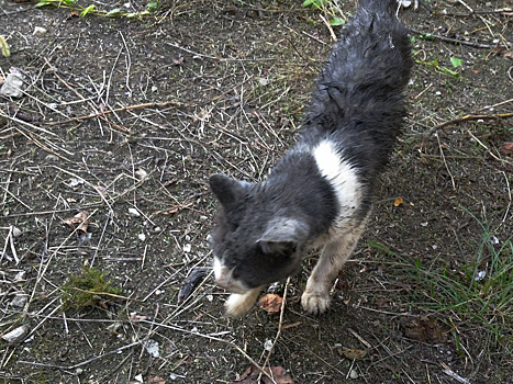 В Краснодарском крае спасатели достали кота из 8-метрового колодца