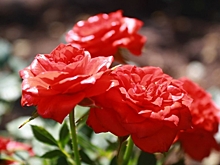 В волгоградском ботсаду цветут миниатюрные оранжевые и сиреневые розы