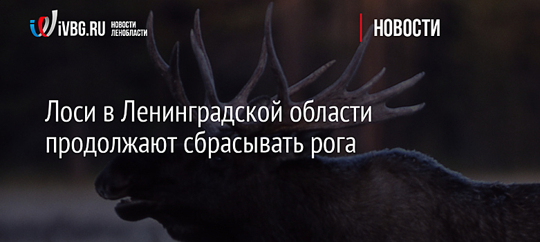 Лоси в Ленинградской области продолжают сбрасывать рога