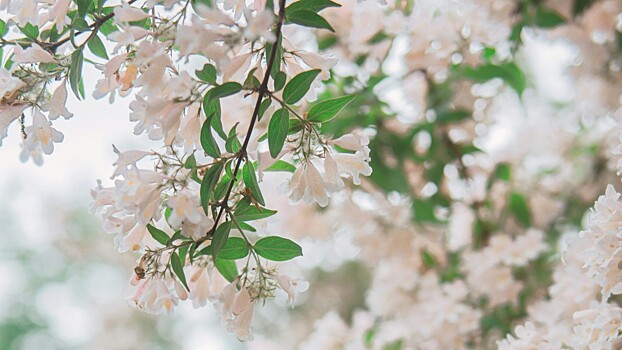 Аллерголог не исключила «пыльцевые бури» в этом сезоне цветения