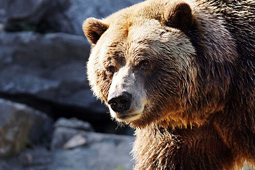 В США медведь ворвался в дом и выпил коктейли хозяев