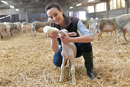 Как воронежские компании привлекают специалистов в сельское хозяйство