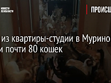 Фото: из квартиры-студии в Мурино изъяли почти 80 кошек