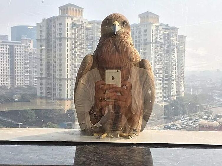 Человек-птица