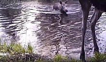 В Воронежском заповеднике сняли на видео лосей, переплывающих реку