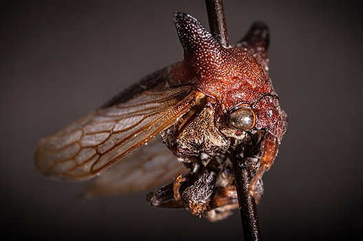 Найдены ранее неизвестные жуки с необычными половыми органами
