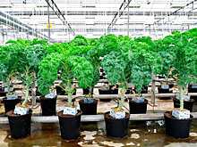 Защита данных фармисследований в ЕАЭС столкнулась с правовой коллизией