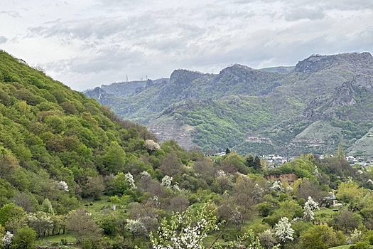 В КЧР в 2025 году планируют восстановить более 100 гектаров леса