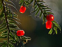 Агроном предупредил о ядовитых ягодах в Подмосковье