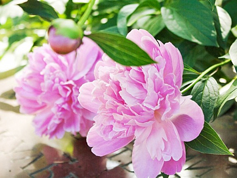 14-я ежегодная выставка пионов открылась в Ботаническом саду Петра Великого