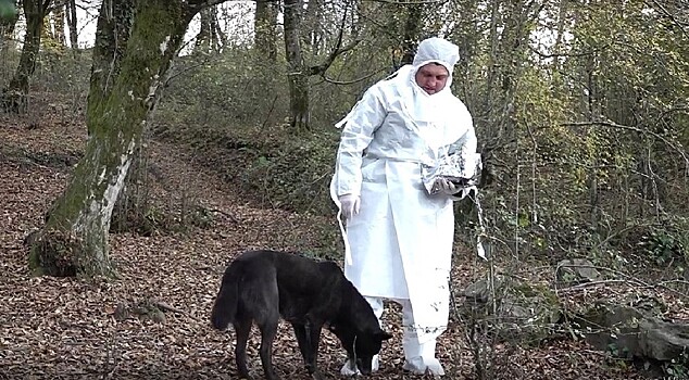 Тысячи «котлет» с вакциной от бешенства разложили для диких животных в лесах Сочи