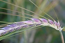 Селекционеры из Омска создали фиолетовую пшеницу