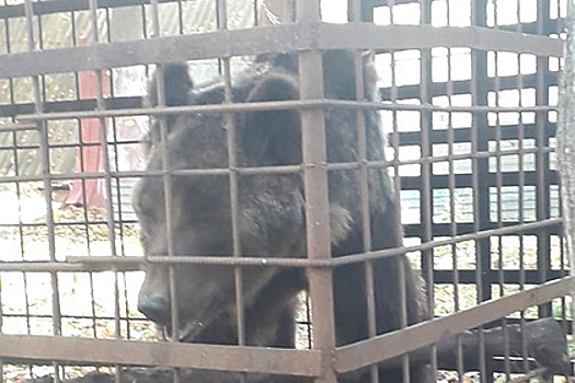 Россияне нашли в лесу клетку с истощенным цирковым медведем