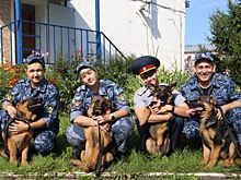 Гав-Гав! На службу в областное УФСИН прибыли щенки