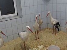 В центре помощи диким животным «Велес» на зимовку остались аисты-отказники