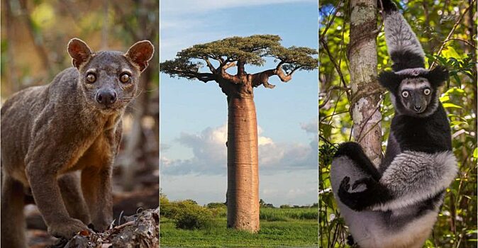 Почему Мадагаскар — самый сокровенный секрет Африки