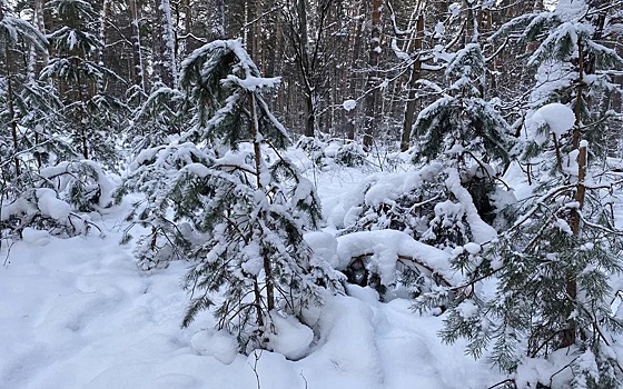 Вырубка новогодних елок в рязанском лесу может стоить 7 лет срока