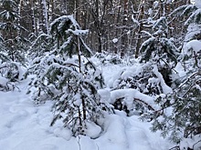 Вырубка новогодних елок в рязанском лесу может стоить 7 лет срока