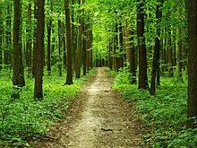 Жителям Саратовской области запретили ходить в лес до конца лета