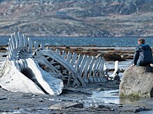 Скелет кита из фильма "Левиафан" вернули в Териберку