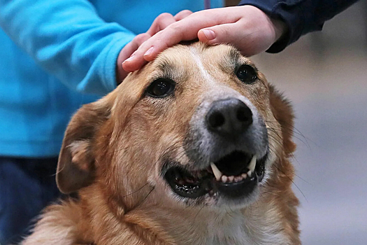В Ульяновске бесплатно стерилизуют собак