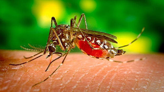 Чем опасен комариный укус