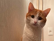 Проводницу, которая выкинула кота Твикса из вагона, отстранили от работы