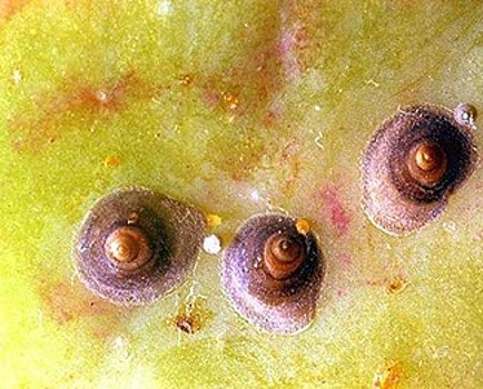 В Орле нашли полтонны молдавских яблок со щитовкой