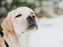 Житель Казахстана выбросил из окна щенка за то, что он справлял нужду в квартире