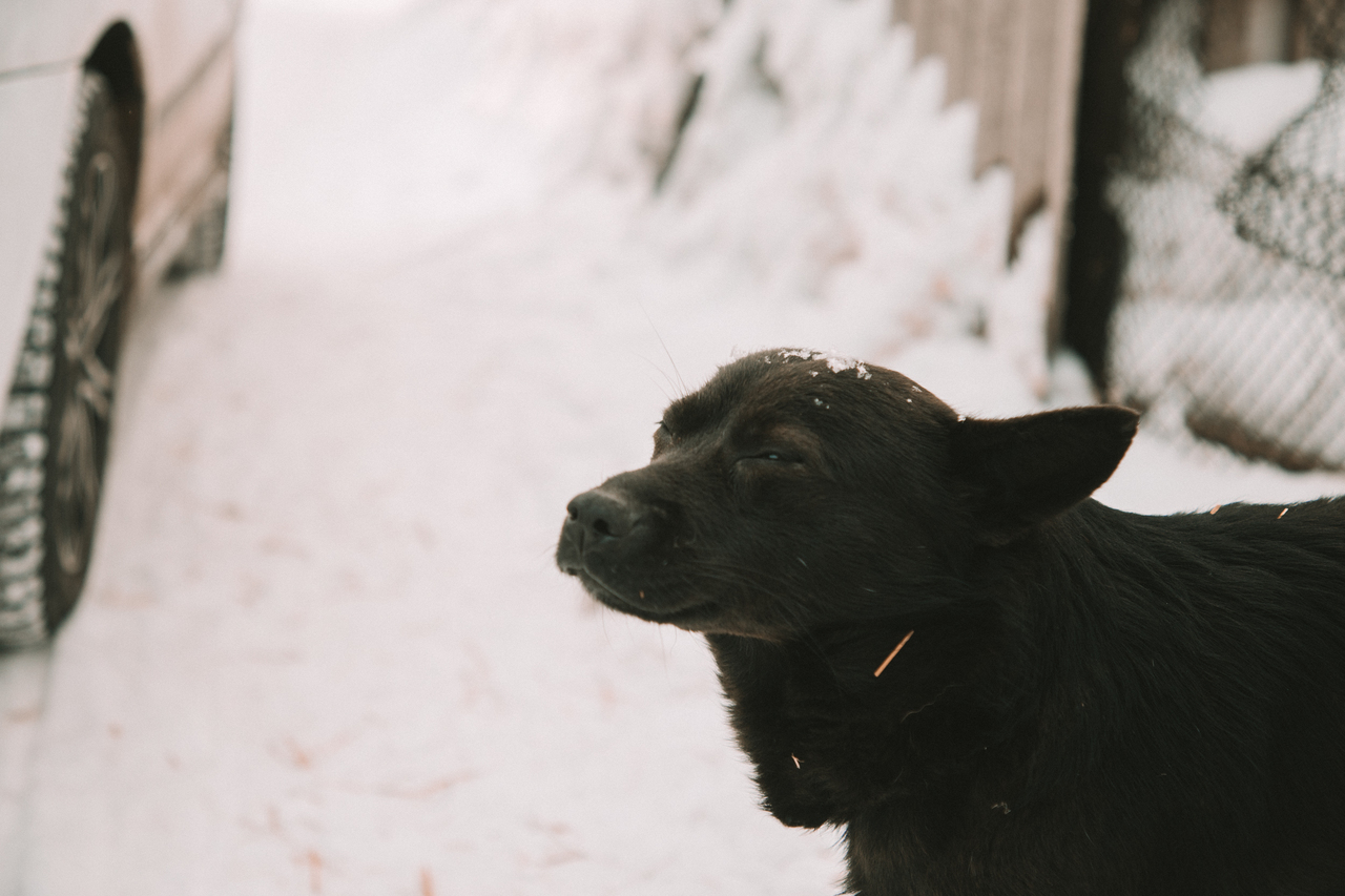 Правоохранители опровергли информацию о массовом отравлении собак в Киселевске